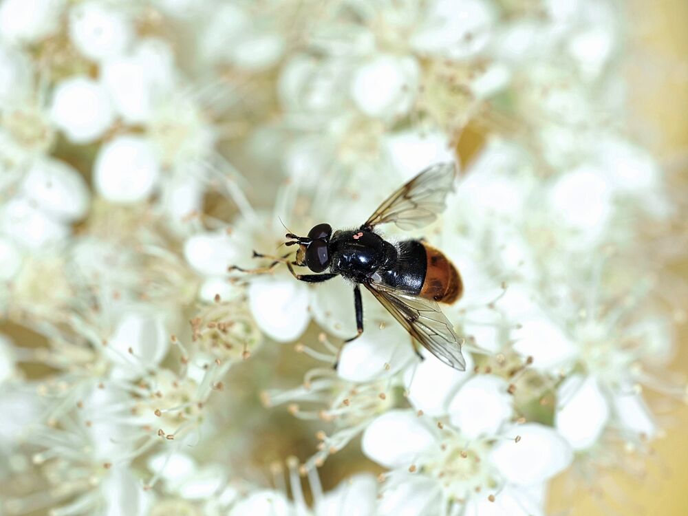 Un raro insetto impollinatore, il Pine Hoverfly